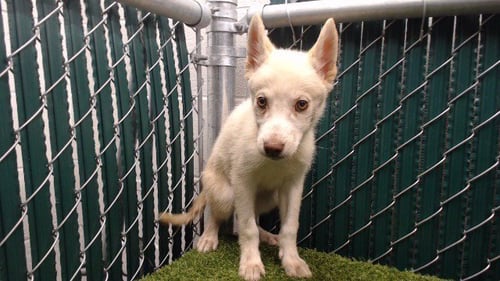 BLOSSOM - Siberian Husky available for adoption