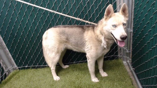 NALA - Siberian Husky available for adoption