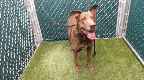 BELLA - Labrador Retriever available for adoption