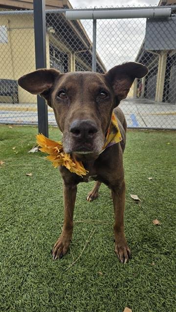 BELLA - Labrador Retriever available for adoption