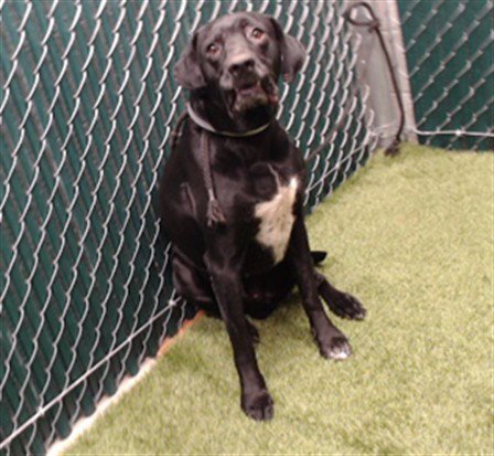 NESS - Labrador Retriever / Pointer available for adoption