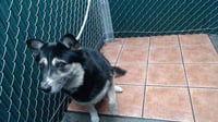 LUCY - Photo 1