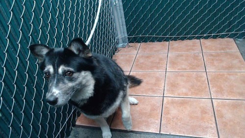 LUCY - German Shepherd Dog available for adoption