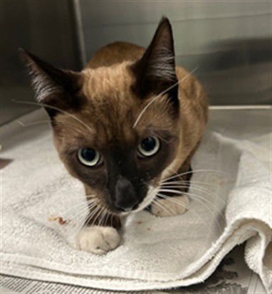 PETEY - Siamese available for adoption