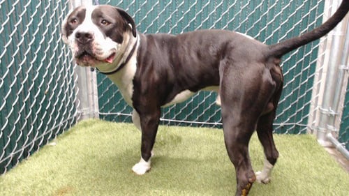 LEO - Pit Bull Terrier available for adoption