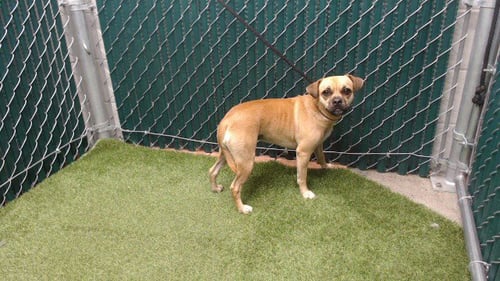 APPLE CIDER - Pug available for adoption
