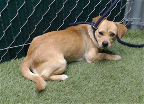 SHAKIRA - Labrador Retriever available for adoption