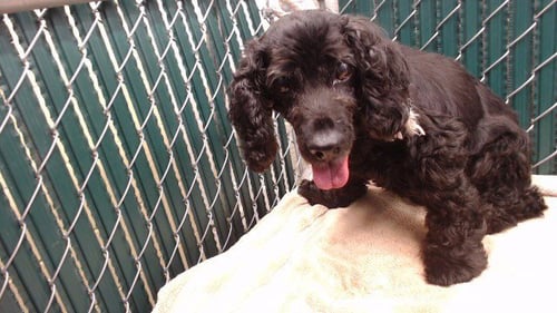 APRIL - Cocker Spaniel available for adoption