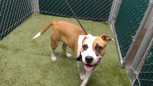 FIONA - Pit Bull Terrier available for adoption