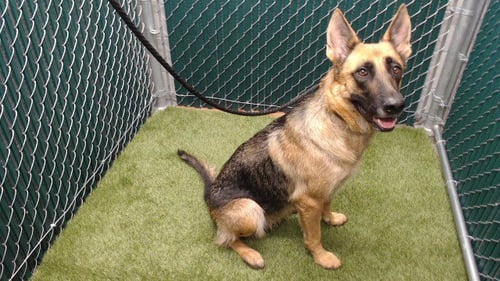 BOWIE - German Shepherd Dog available for adoption