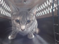 NALA - Photo 1