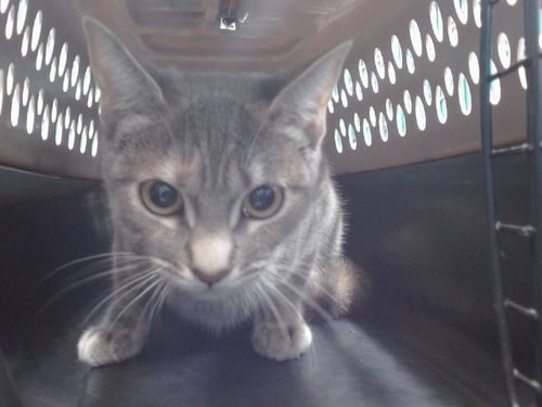 NALA - Domestic Short Hair available for adoption