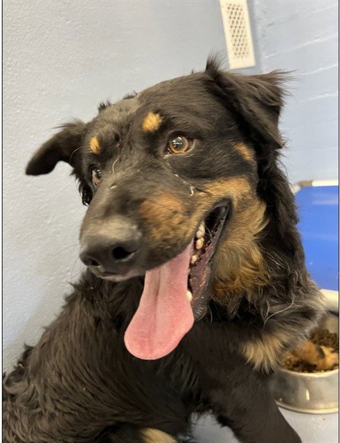 FRANKY - Australian Cattle Dog/Blue Heeler available for adoption