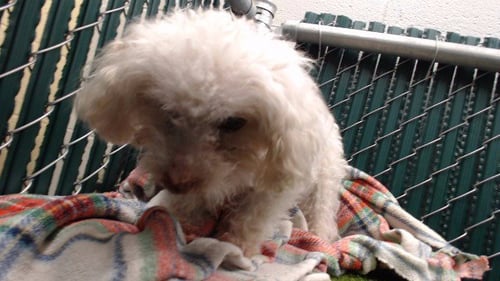 DIAMOND - Poodle (Miniature) available for adoption