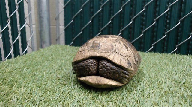 SHELLBY - Tortoise available for adoption