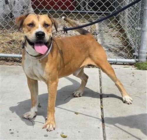 CHABARRO - Pit Bull Terrier available for adoption