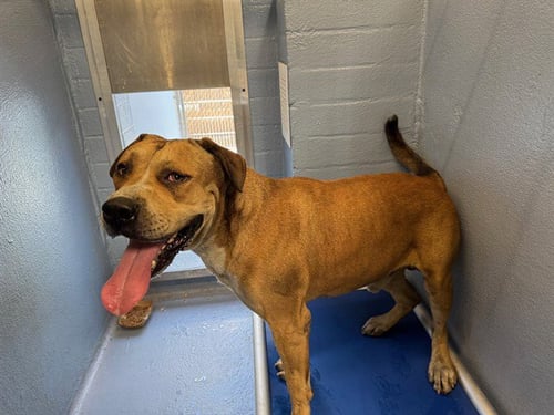 CHABARRO - Pit Bull Terrier available for adoption