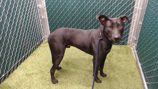 STITCH - Labrador Retriever available for adoption