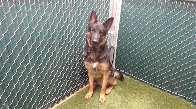 ACE - German Shepherd Dog available for adoption