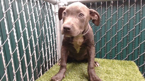 TWILA - Pit Bull Terrier available for adoption
