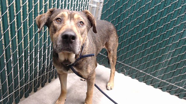 BRUNO - Pit Bull Terrier available for adoption