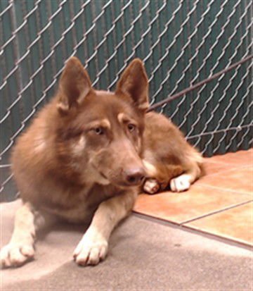 ROXY - Siberian Husky available for adoption