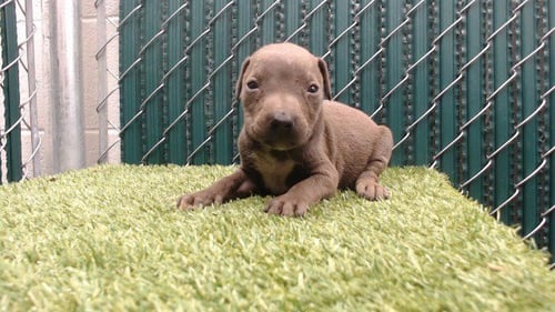 SKITTLES - Pit Bull Terrier available for adoption