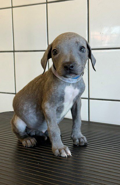 SKITTLES - Pit Bull Terrier available for adoption