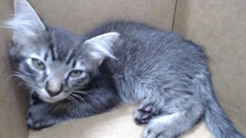 A5807373 - Domestic Short Hair available for adoption