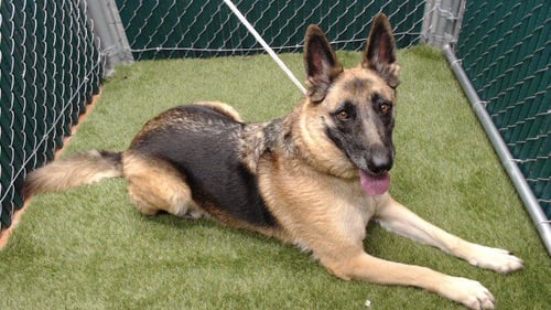 FRANCINE - German Shepherd Dog available for adoption