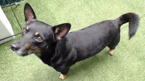 PANCHO - Chihuahua available for adoption