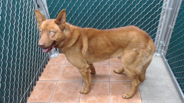DODGER - German Shepherd Dog available for adoption