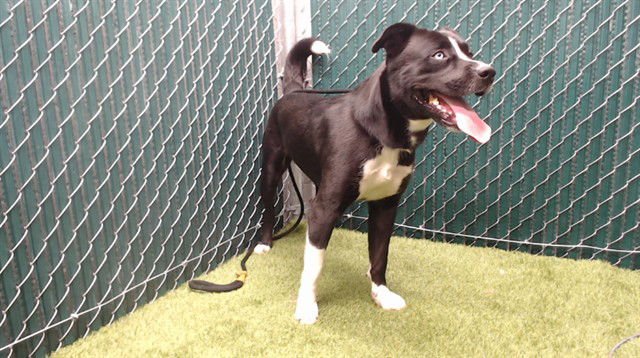 BEAR - Labrador Retriever / Pointer available for adoption