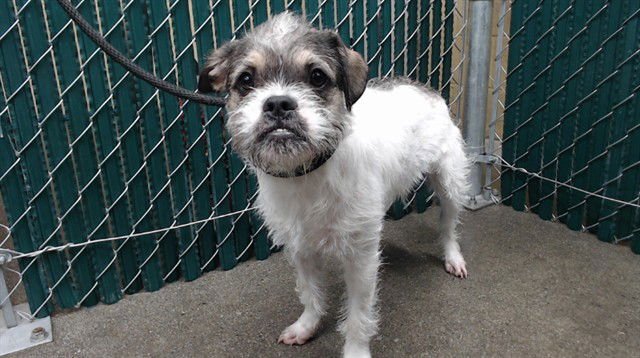 GI GI - Chihuahua available for adoption