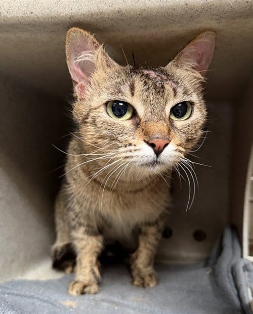 NALA - Domestic Short Hair available for adoption