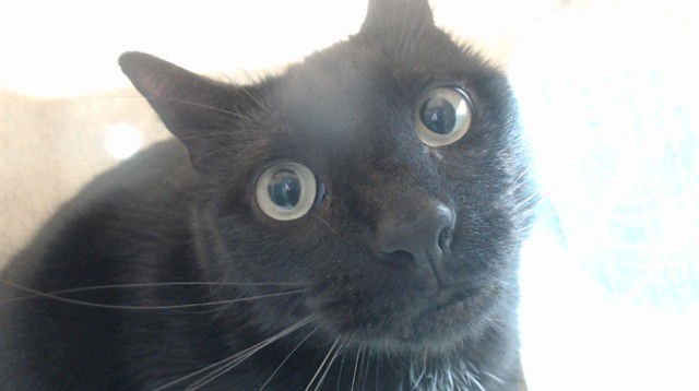 KIRA - Domestic Short Hair available for adoption