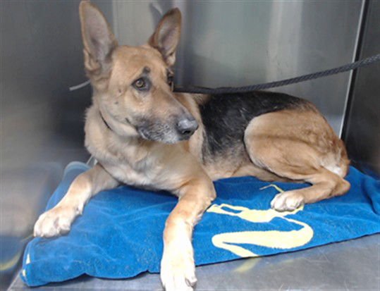 KENYA - German Shepherd Dog available for adoption