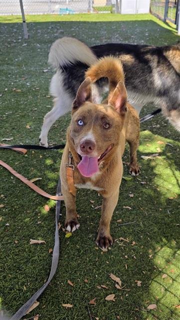 CODY - Siberian Husky available for adoption