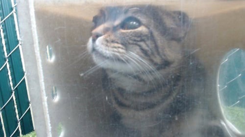 ZEAH - Domestic Short Hair available for adoption