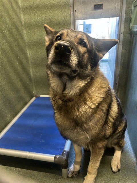 ROCK - German Shepherd Dog available for adoption