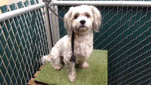 KRISTOFFERSON - Shih Tzu available for adoption
