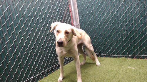 SUNSHINE - Labrador Retriever available for adoption