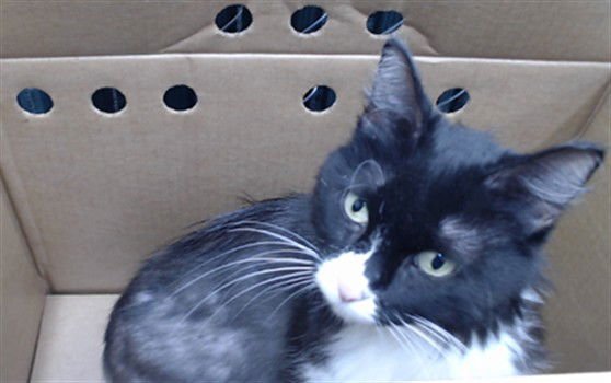 LAVETTE - Domestic Short Hair available for adoption