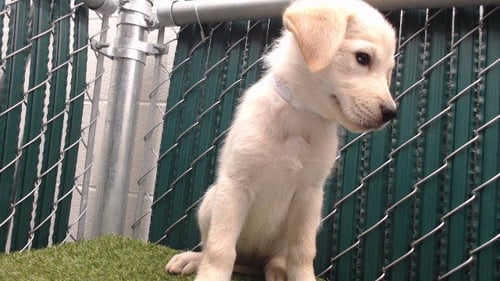 BANANA - Labrador Retriever available for adoption