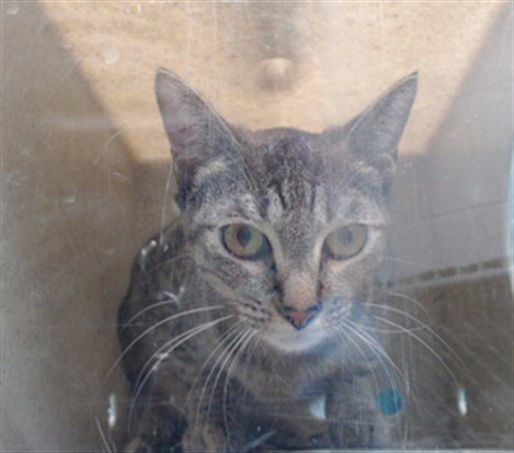 TSUKI - Domestic Short Hair available for adoption