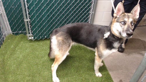 LUNA - Siberian Husky available for adoption