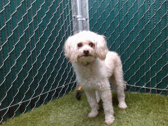 ROBBIE - Maltese / Poodle (Miniature) available for adoption