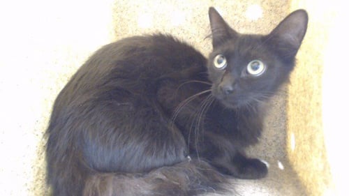 BINO - Domestic Short Hair available for adoption