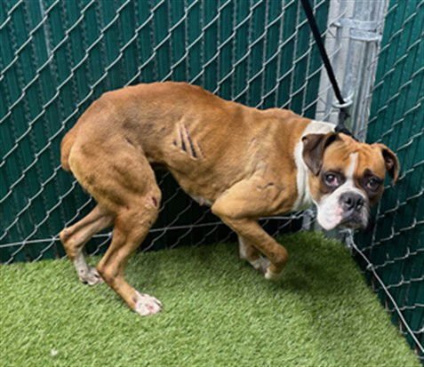 ORION - Boxer available for adoption