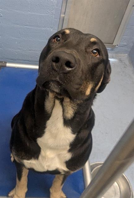 FAVOR - Pit Bull Terrier / German Shepherd Dog available for adoption
